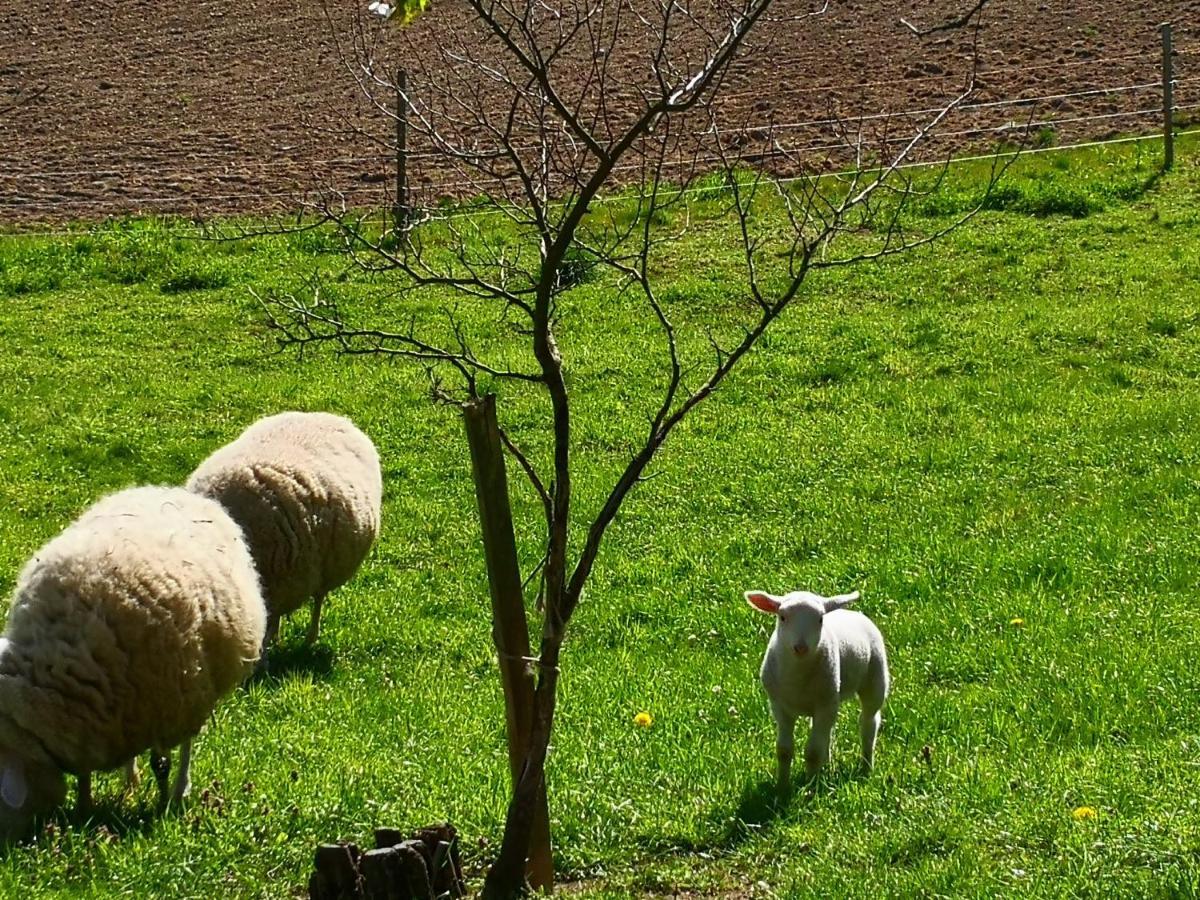 Ferienwohnungen 1 Bis 4 "Pumphut'S Scheune" Lengenfeld  Екстериор снимка