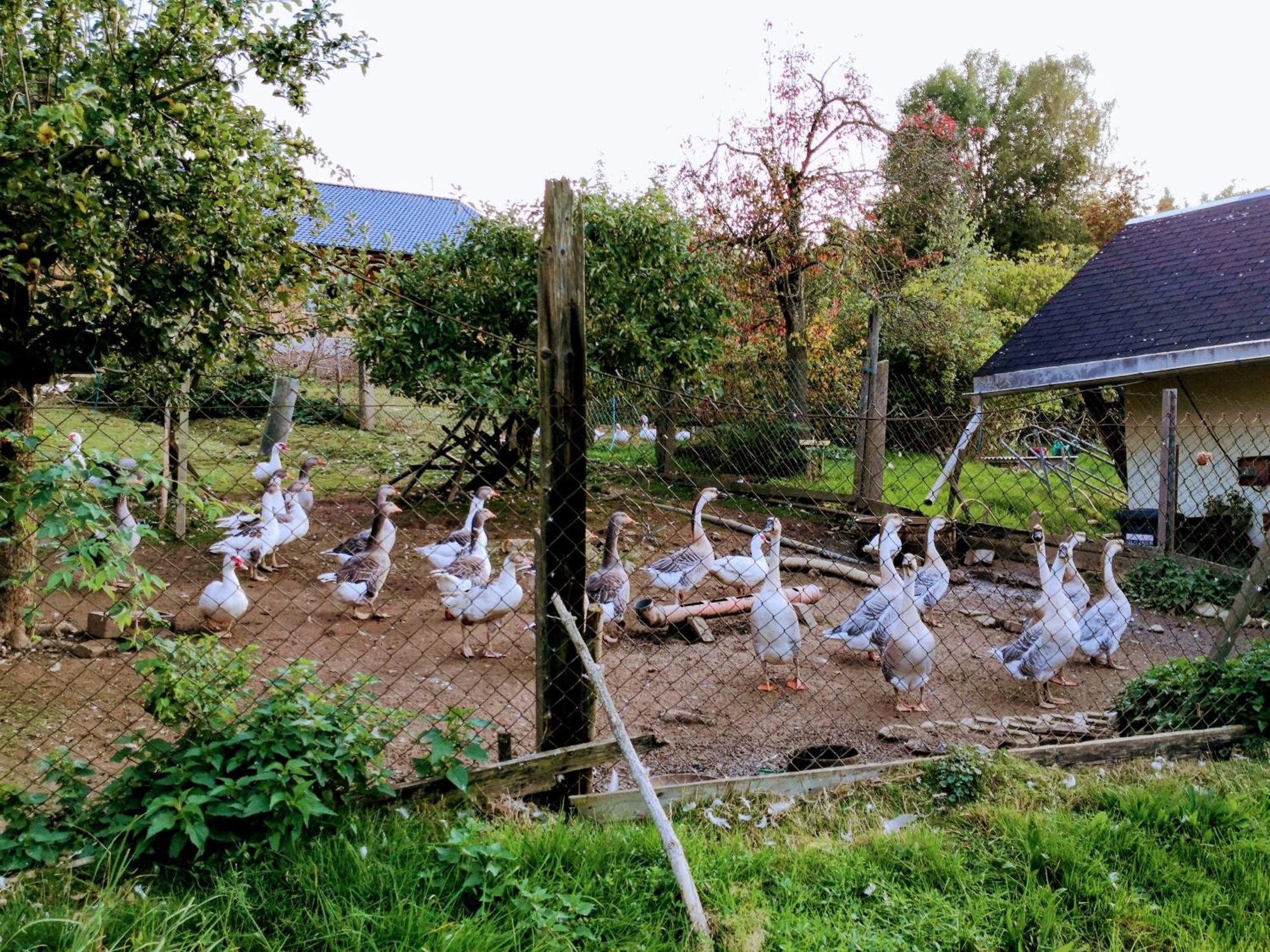 Ferienwohnungen 1 Bis 4 "Pumphut'S Scheune" Lengenfeld  Екстериор снимка